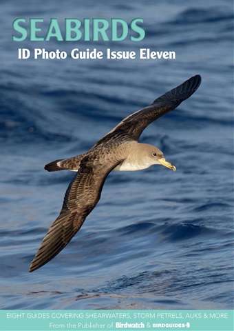 Seabirds issue Seabirds