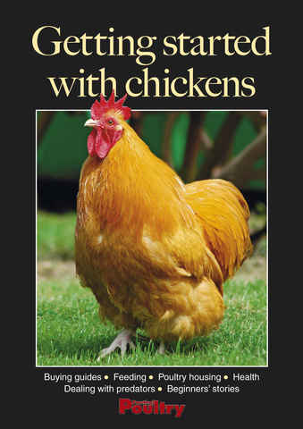 Getting started with chickens issue Getting started with chickens